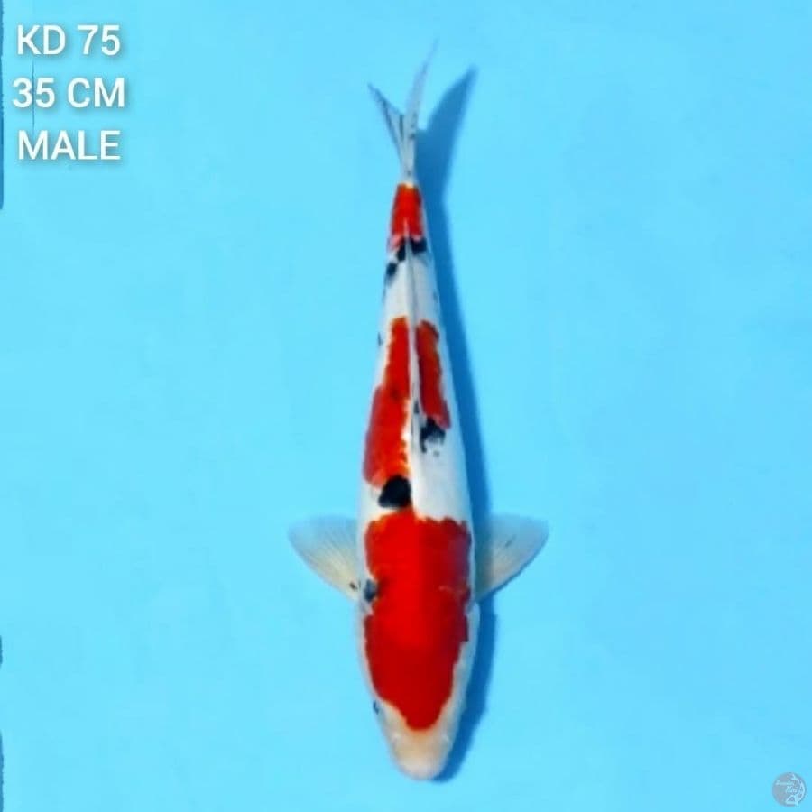 sanke 35cm male