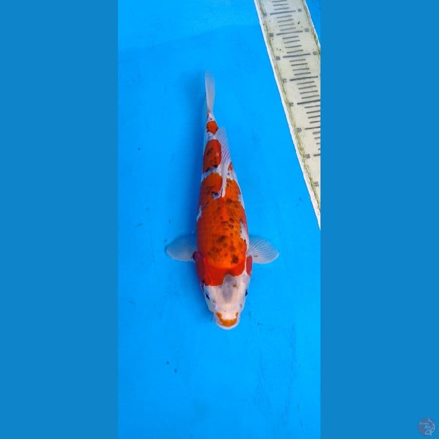goshiki.... 40cm