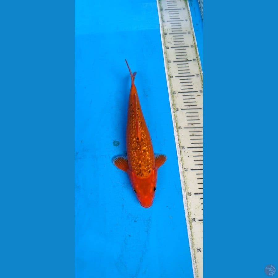 aka matsuba ginrin..... 35cm
