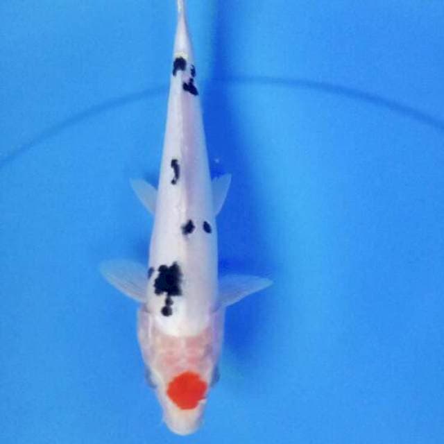 Doitsu 24 cm