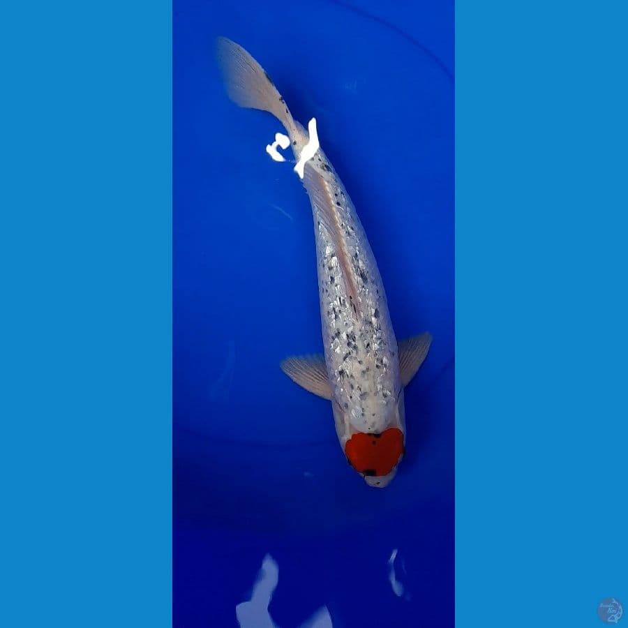 Tancho gosiki ginrin Male 37Cm