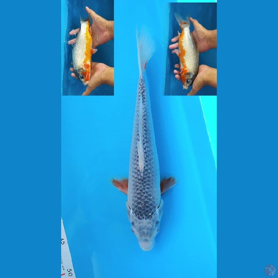ASAGI 31 CM FEMALE