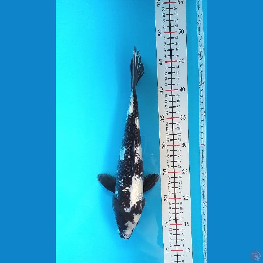 SHIRO GINRIN 33CM FEMALE