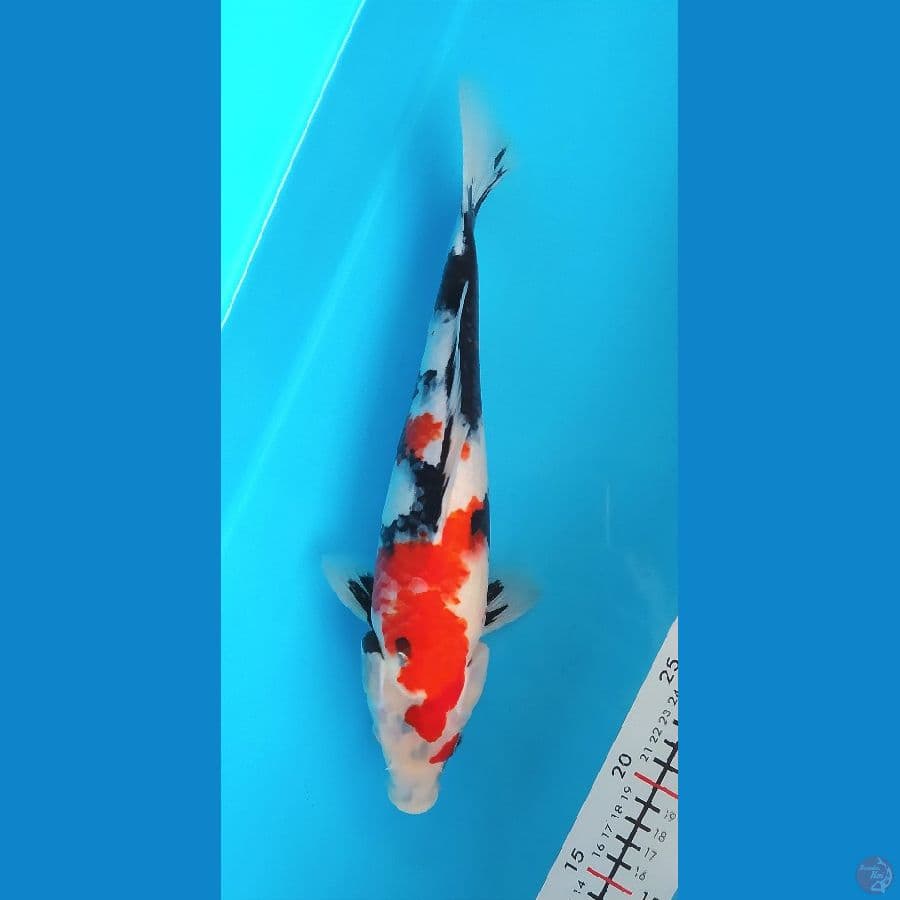 SHOWA 32CM FEMALE