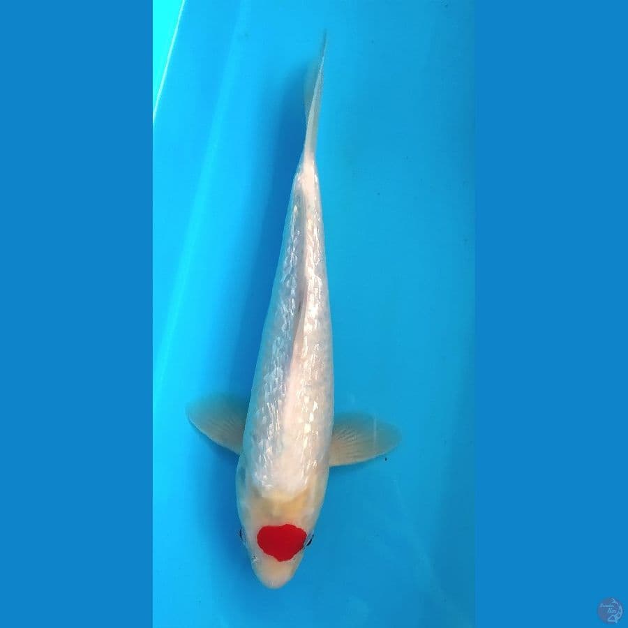 TANCHO SHOWA GINRIN 32 CM FEMALE