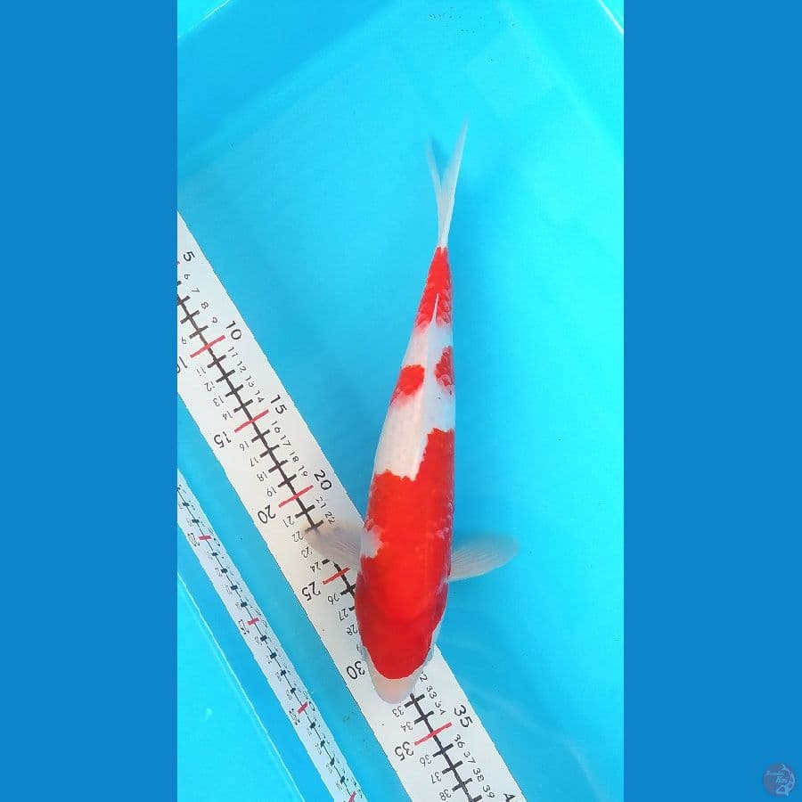 KOHAKU 30CM MALE