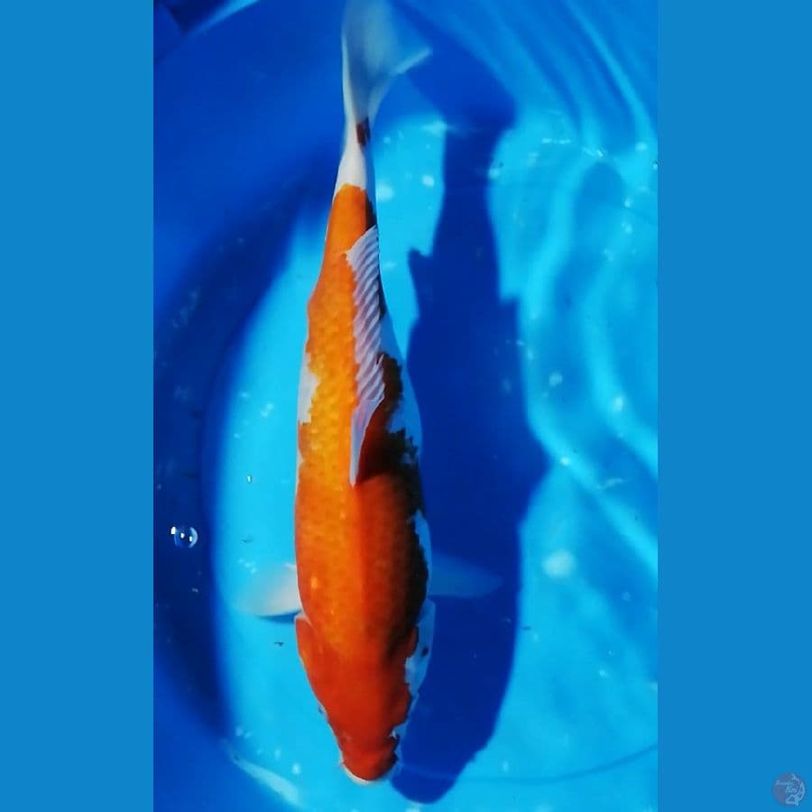 kohaku 41cm