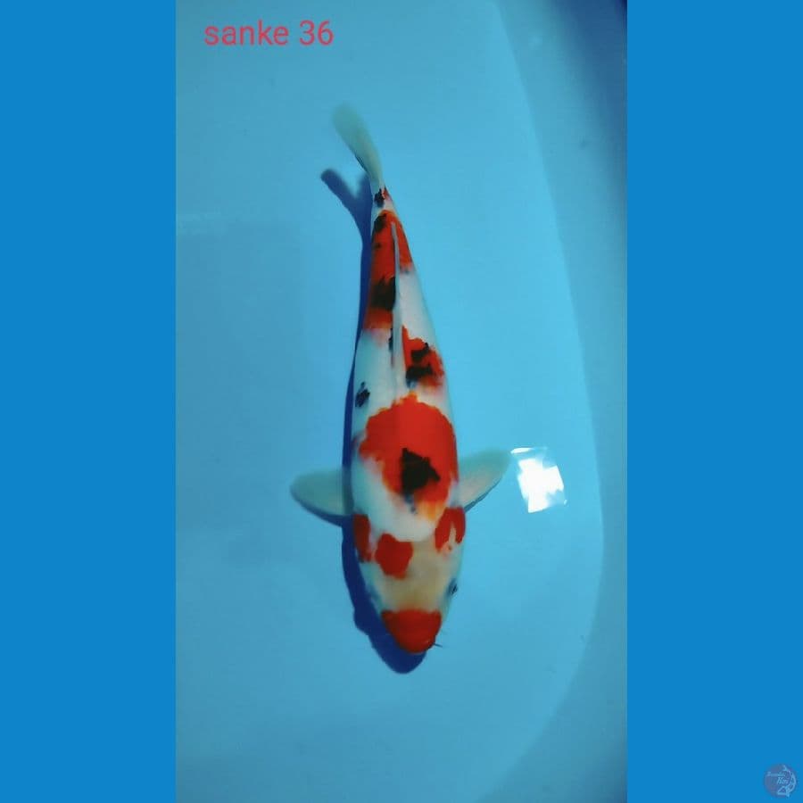 Sanke 36cm