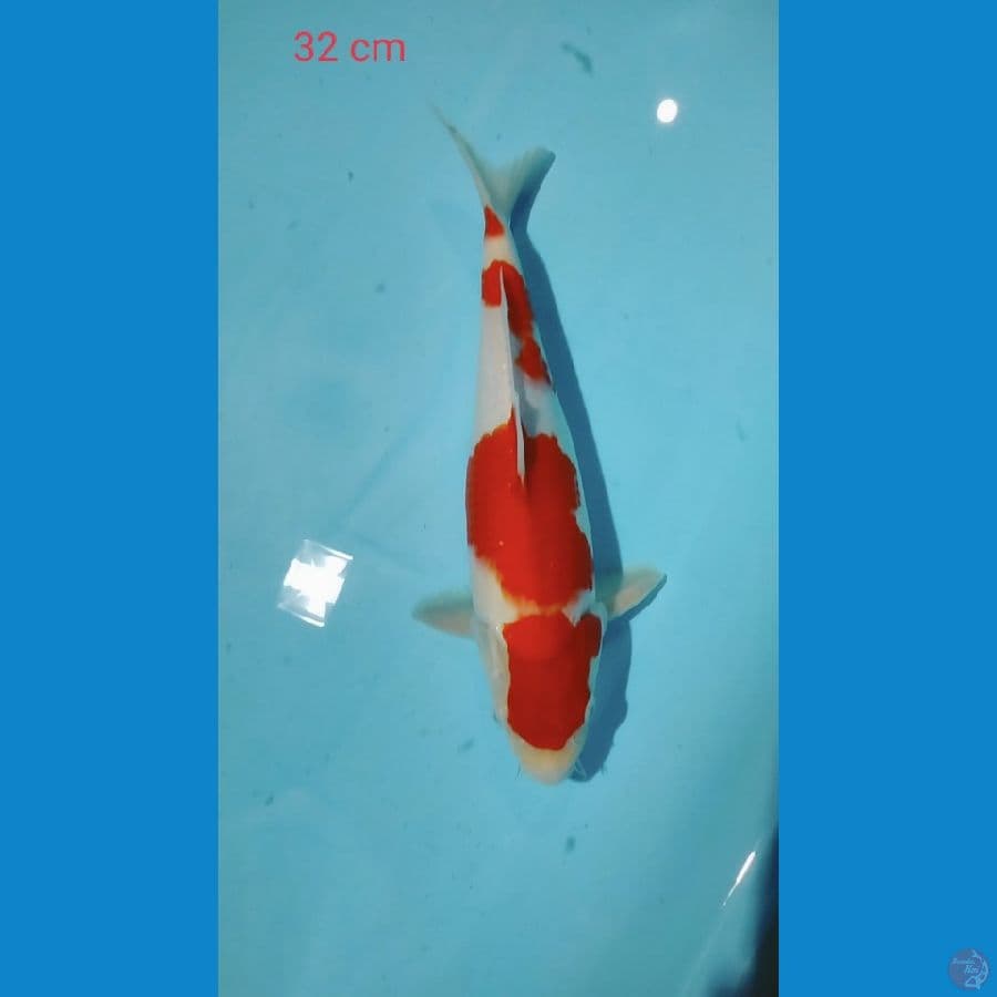Kohaku 32cm