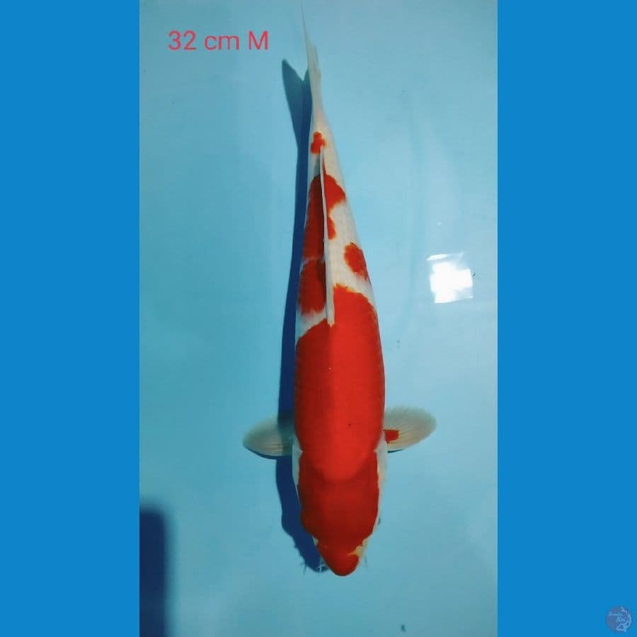 Kohaku 32cm