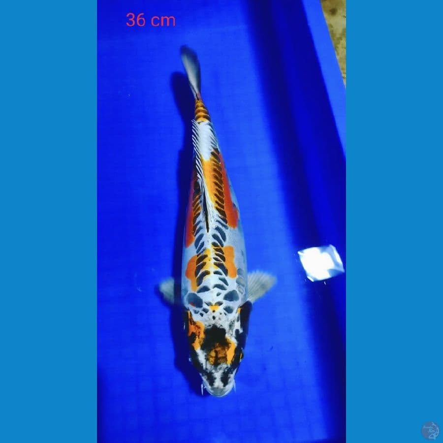 Kikokuryu 36cm
