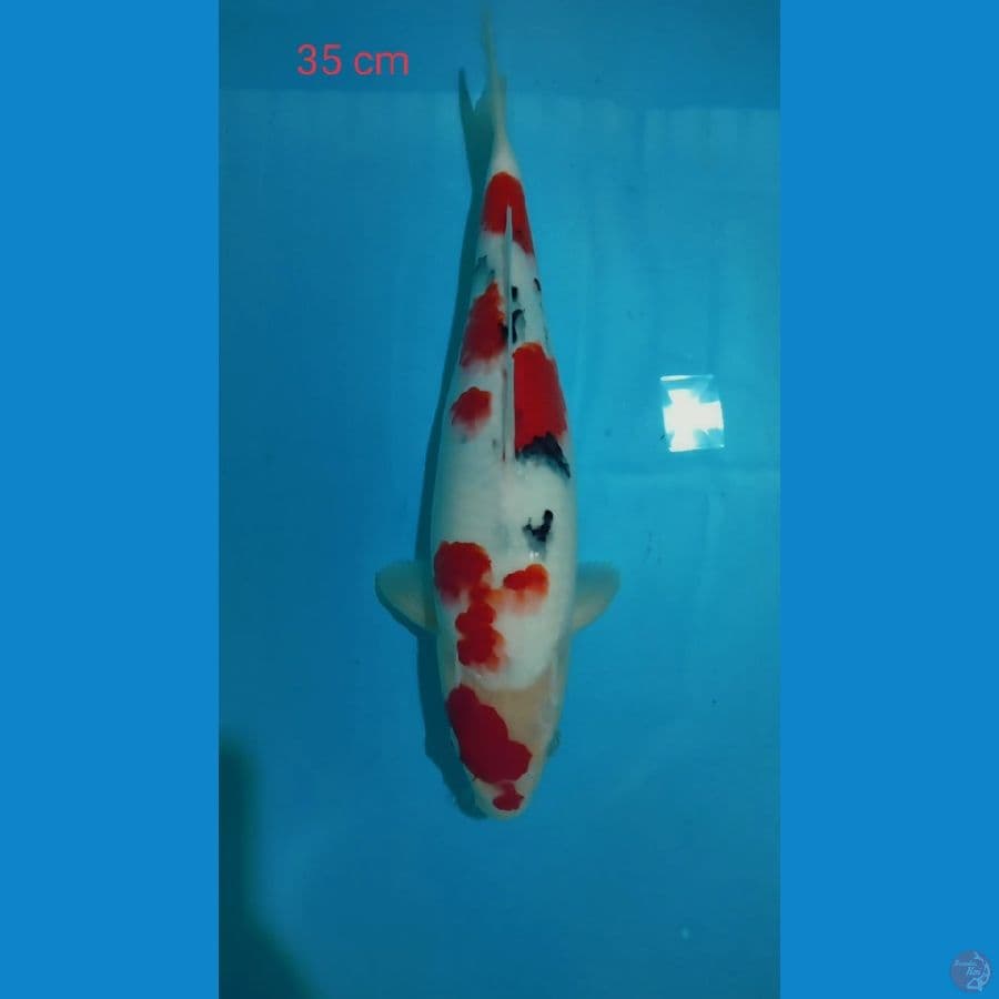 Sanke 35cm