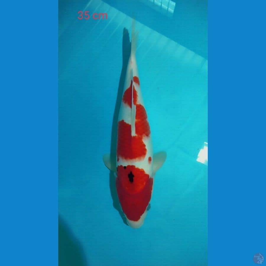 Sanke 35cm