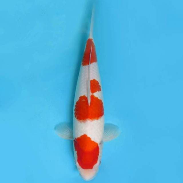 BANDAI 2 ~ KOHAKU 4 STEPS,-