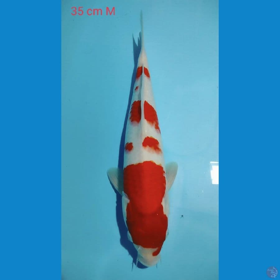 Kohaku 35cm