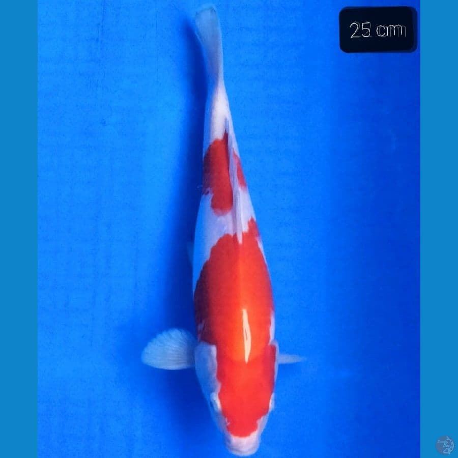kohaku doit 25 cm