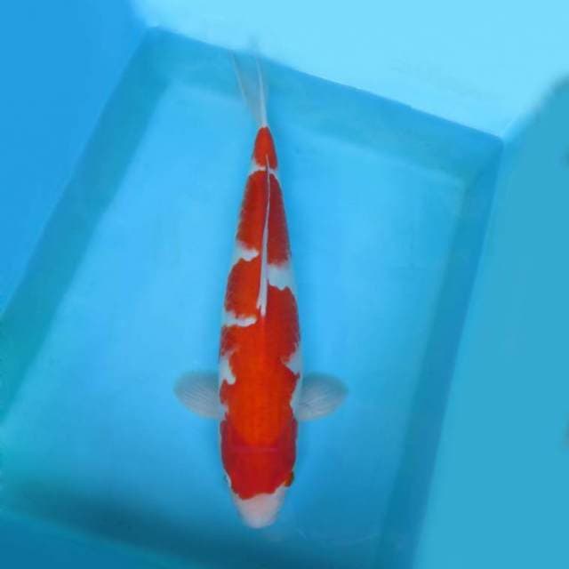 BANDAI 4 ~ KOHAKU,-