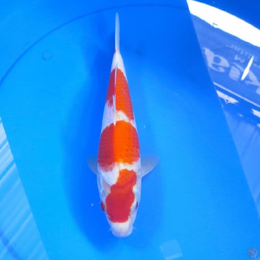 KOJAKU 3STEP 28CM