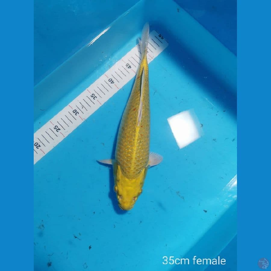 Yamabuki ogon Ginrin 35 cm