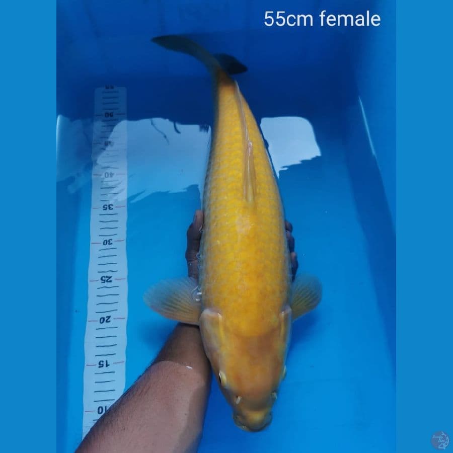 Karasi F1 mata merah 55 cm