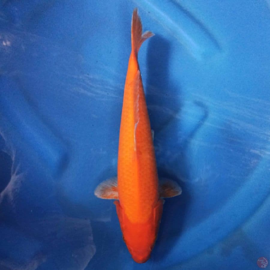 BENIGOI 32 cm