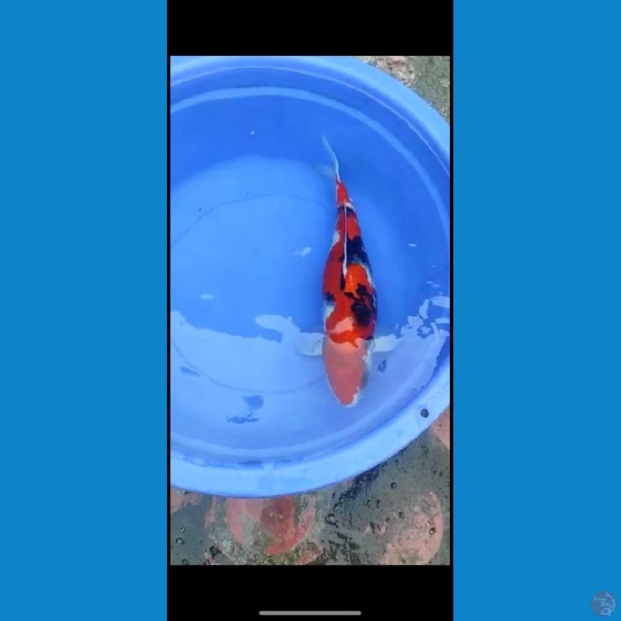 showa 46 cm fmale