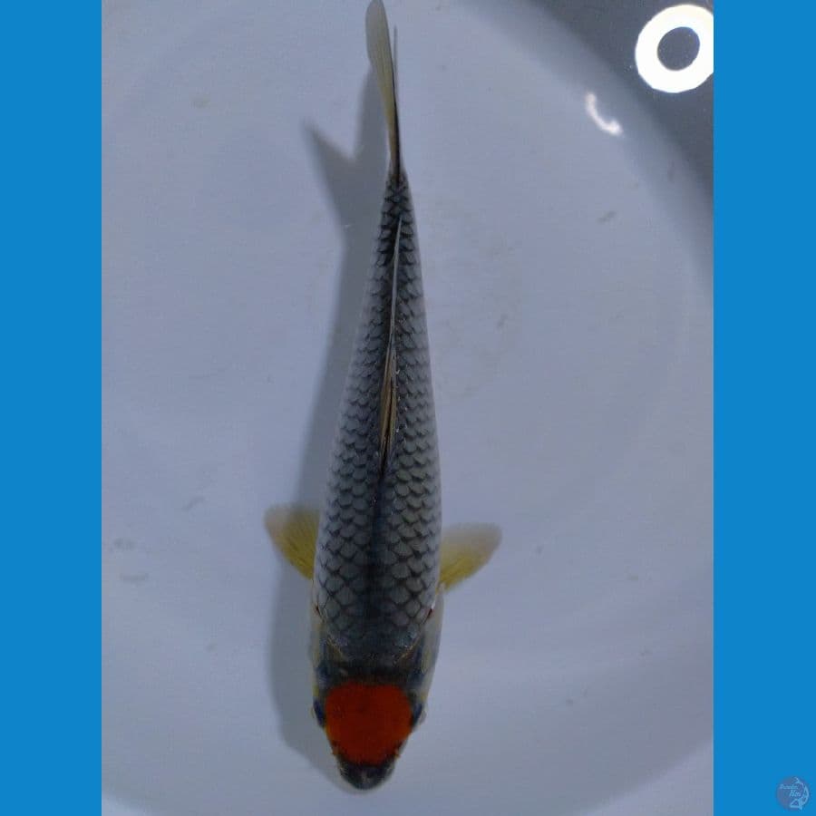 Tancho ochiba Sq 24cm/male Juara 4 Baby koi show