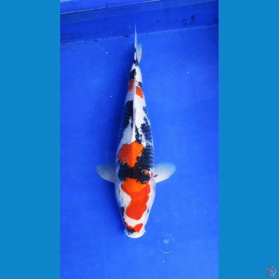showa sansoku ±37cm jantan