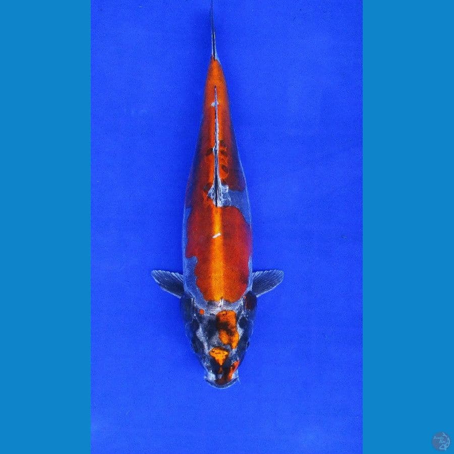 kikokuryu ±37cm