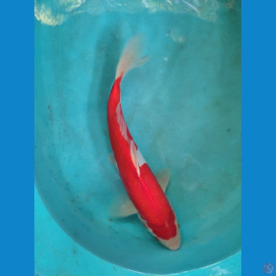 kohaku doitsu 33 cm ori