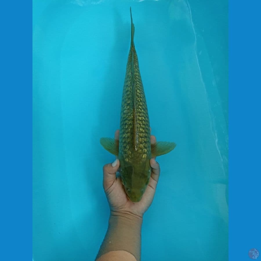 Midori Ginrin - 40Cm Male