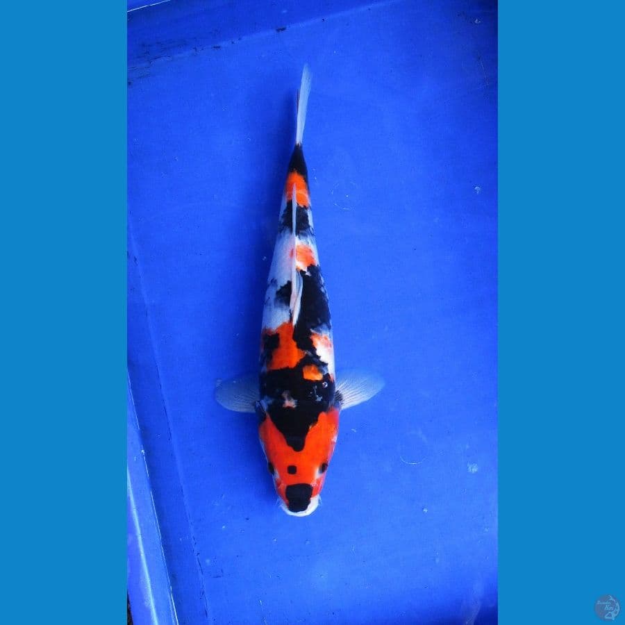showa sansoku ±37cm