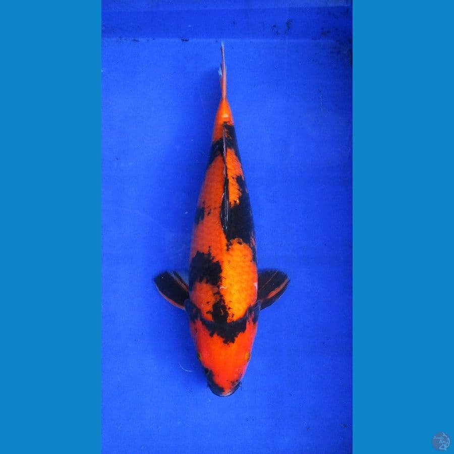 utsuri ±40cm