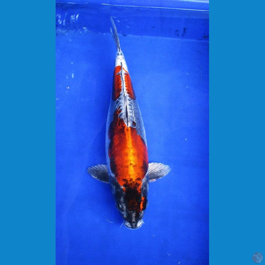 kikokuryu ±42cm