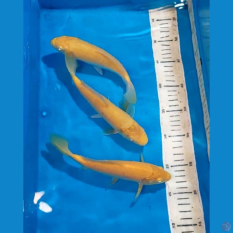KARASHI MATA MERAH 22-23 CM