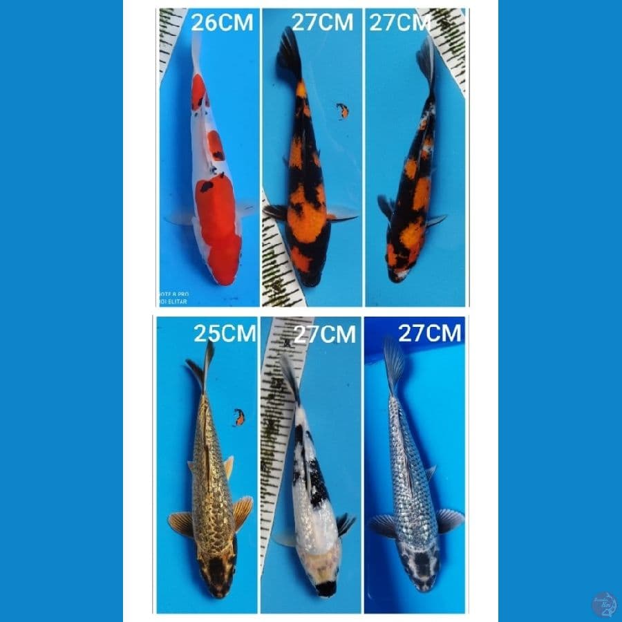 MIX 25-27CM