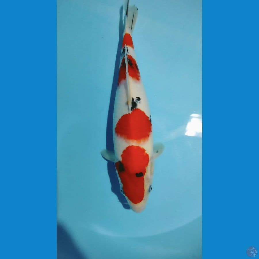 Sanke 32cm