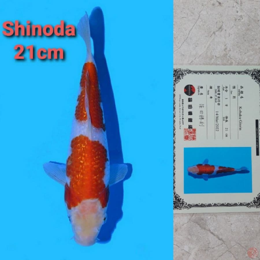 SHINODA GINRIN KOHAKU 21CM