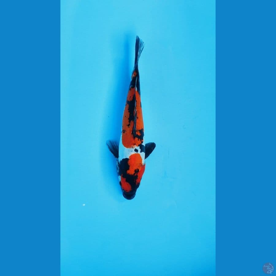 showa doitsu 25cm