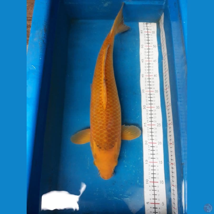 karamel 50 cm
