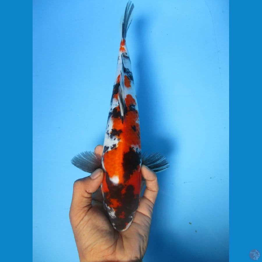 showa sansoku