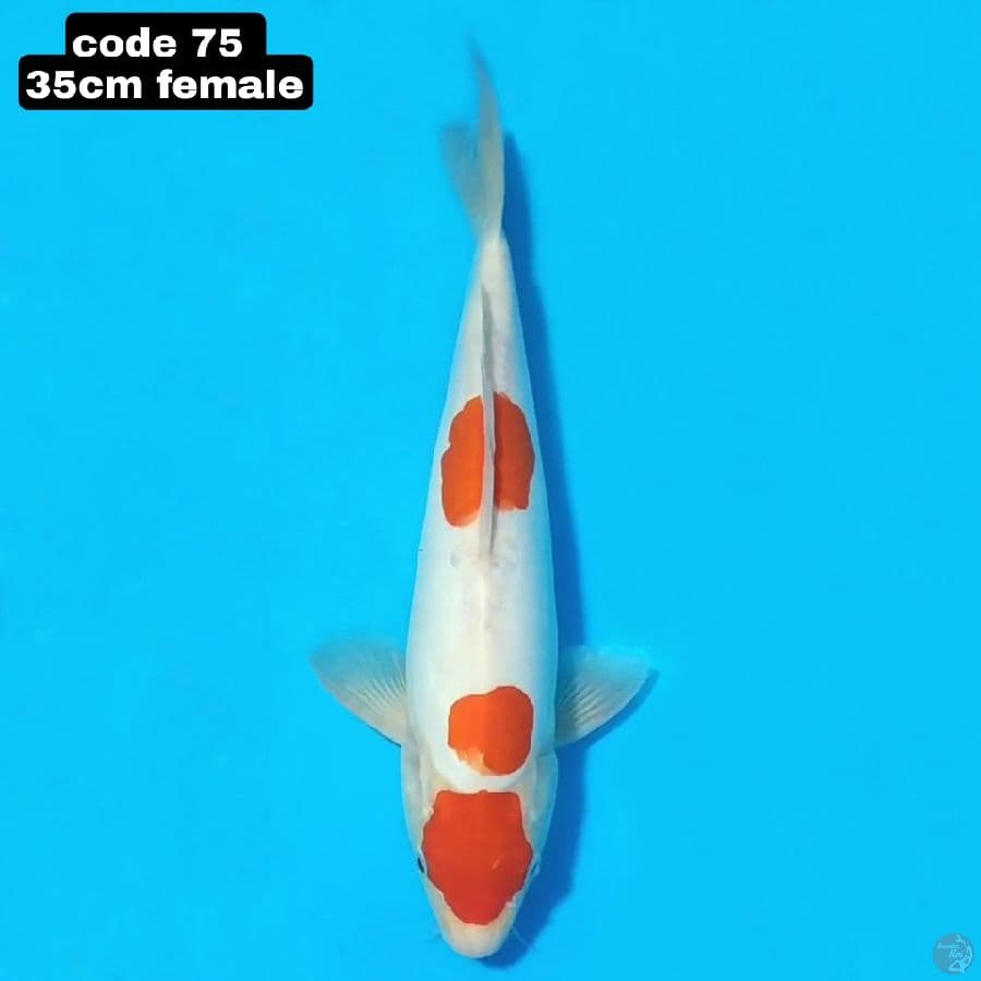 doitsu kohaku 35cm female