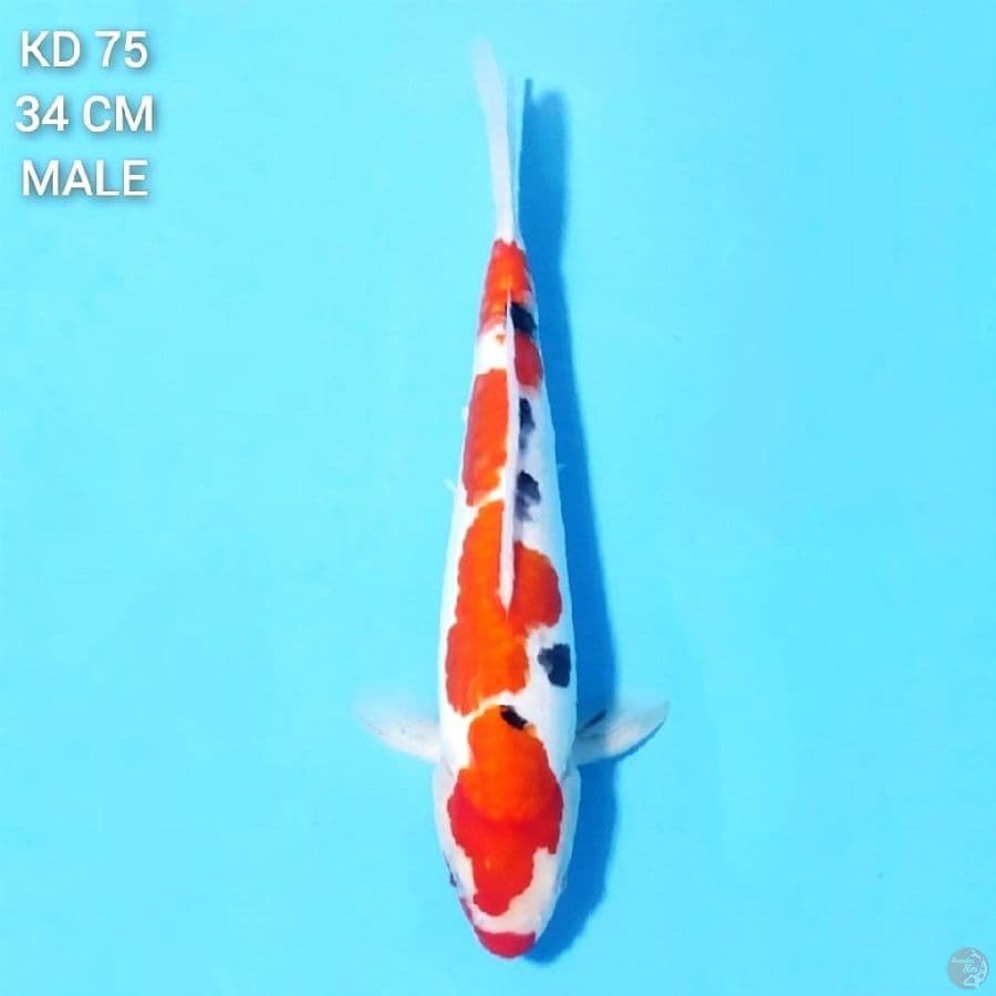 Doitsu Sanke Original 34cm Male