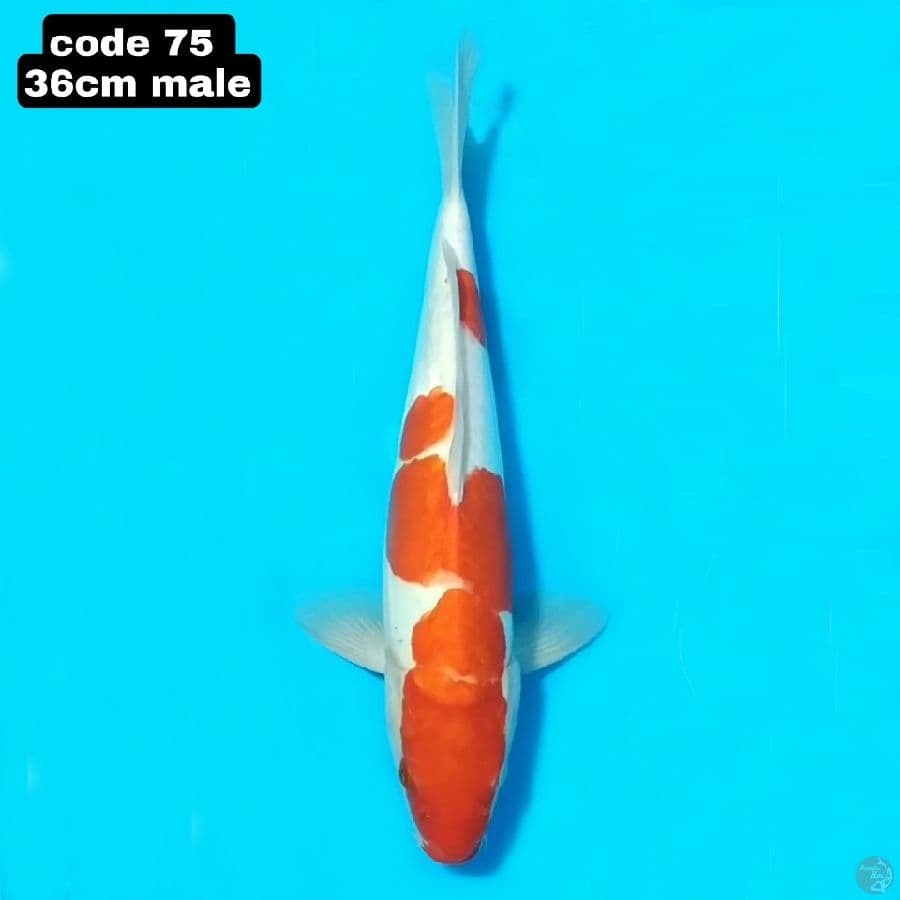 doitsu kohaku 36cm male