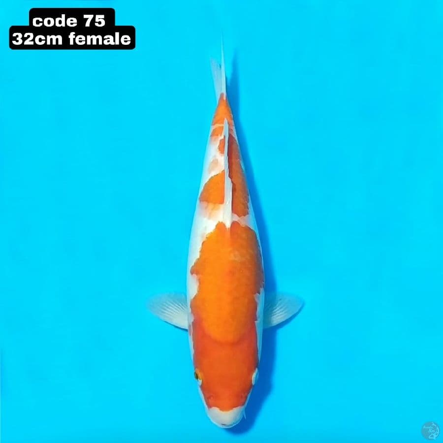 kohaku 32cm female
