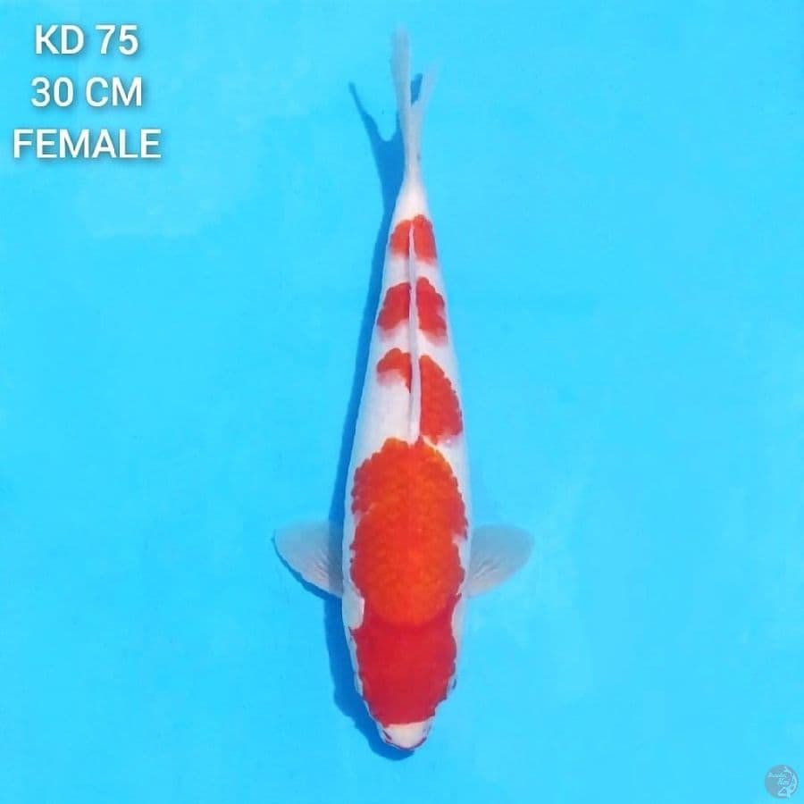 Kohaku Original F1 30cm Female