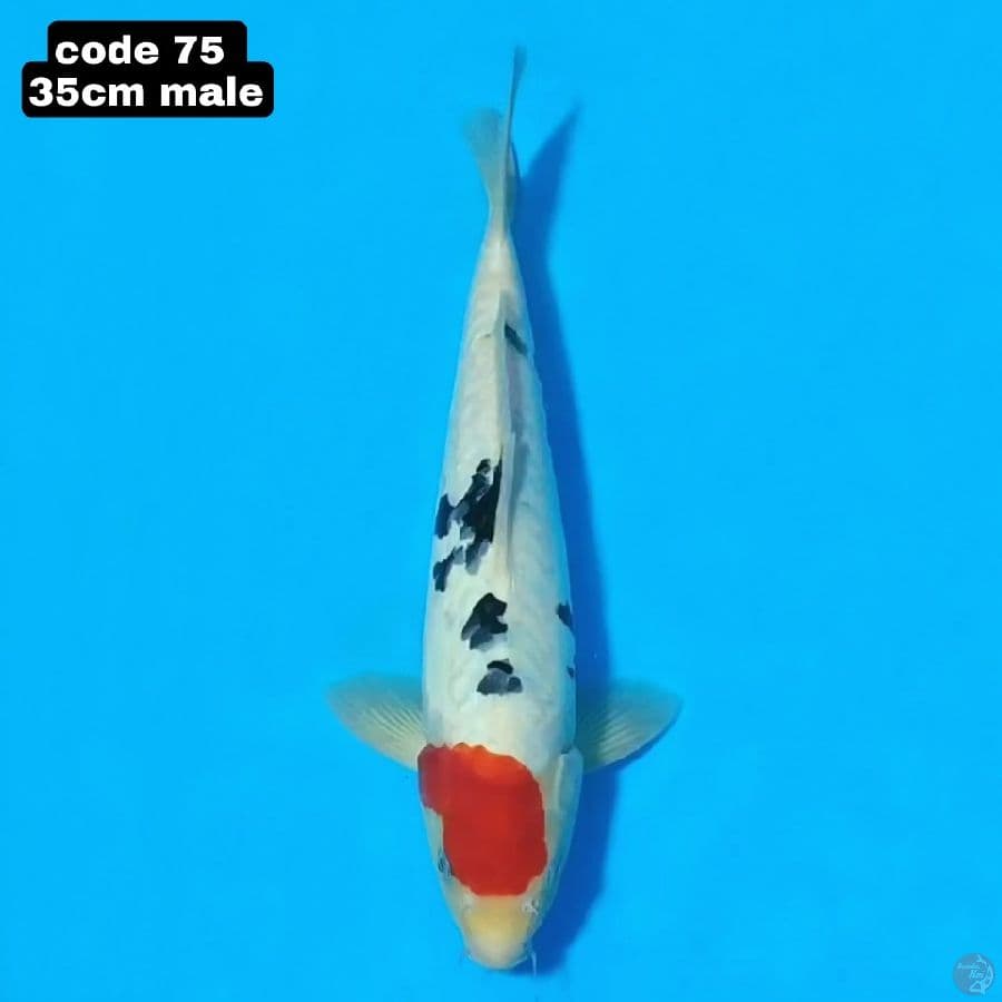 tancho sanke 35cm male