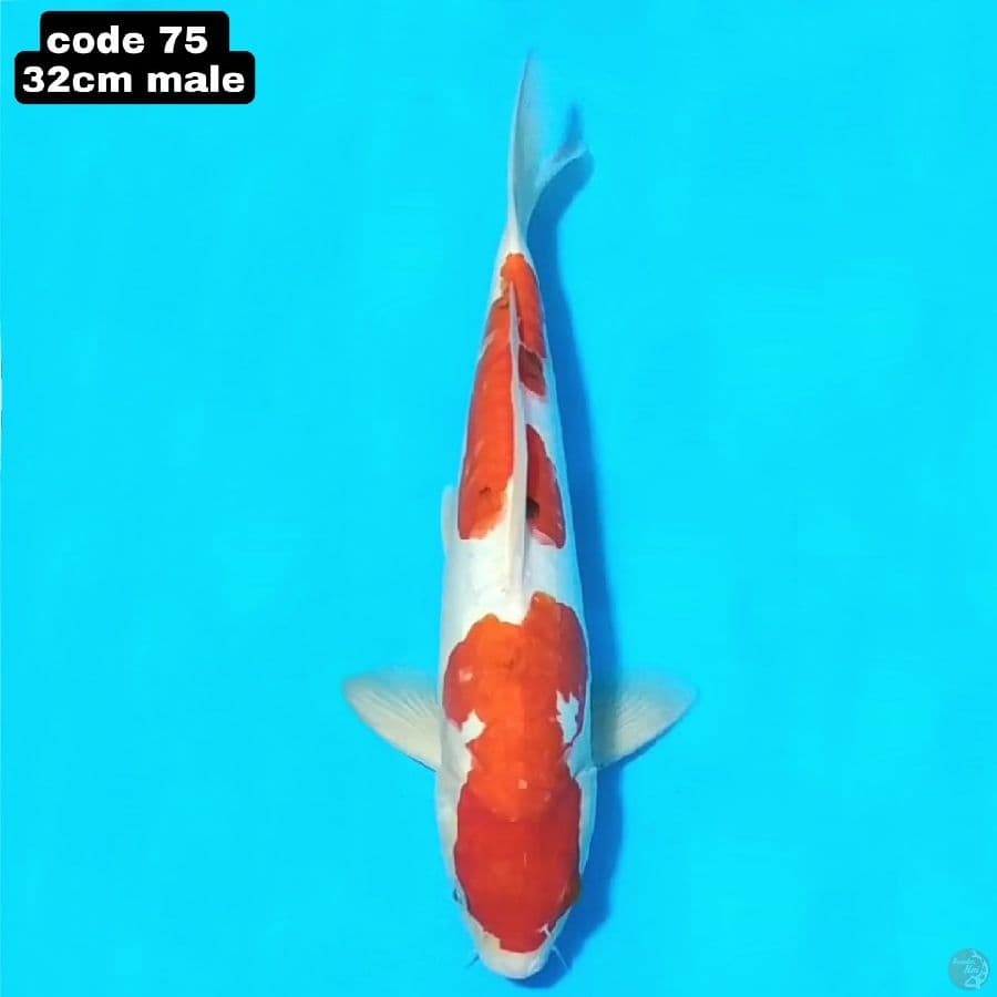 sanke 32cm male