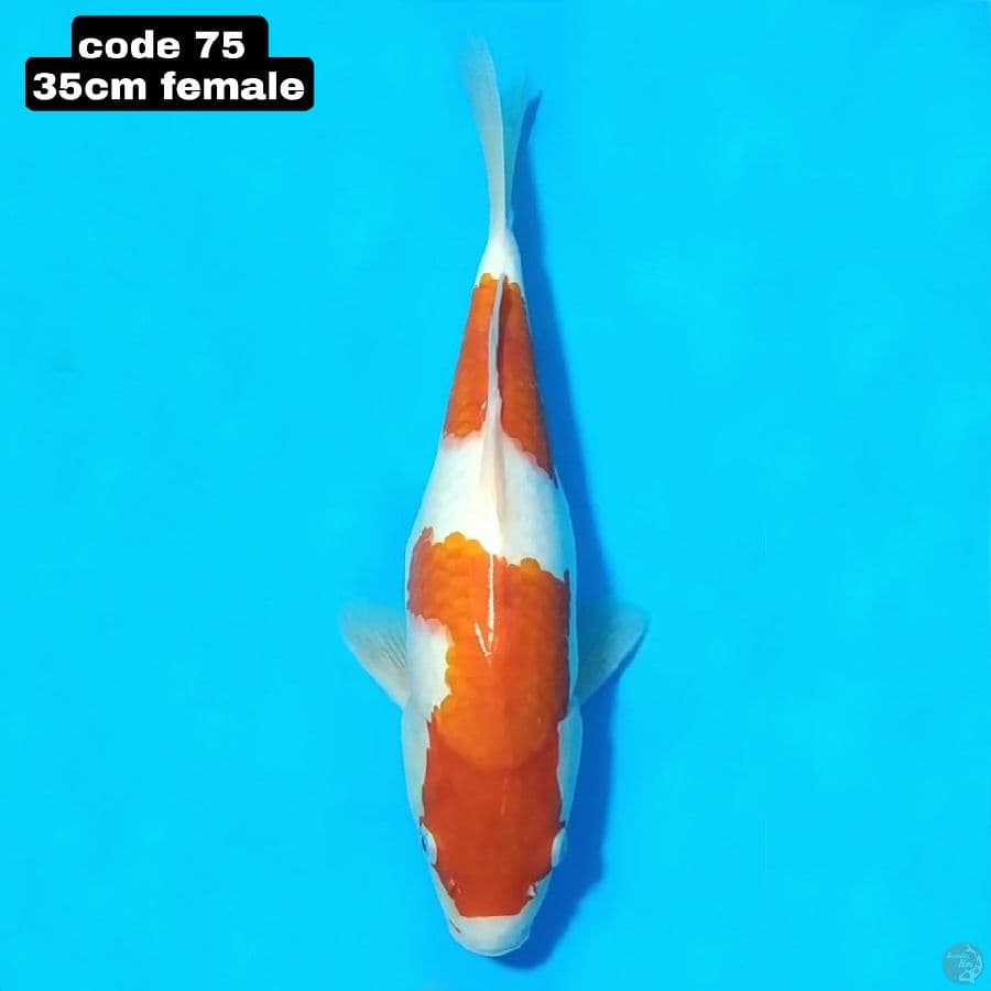 kohaku 35cm female