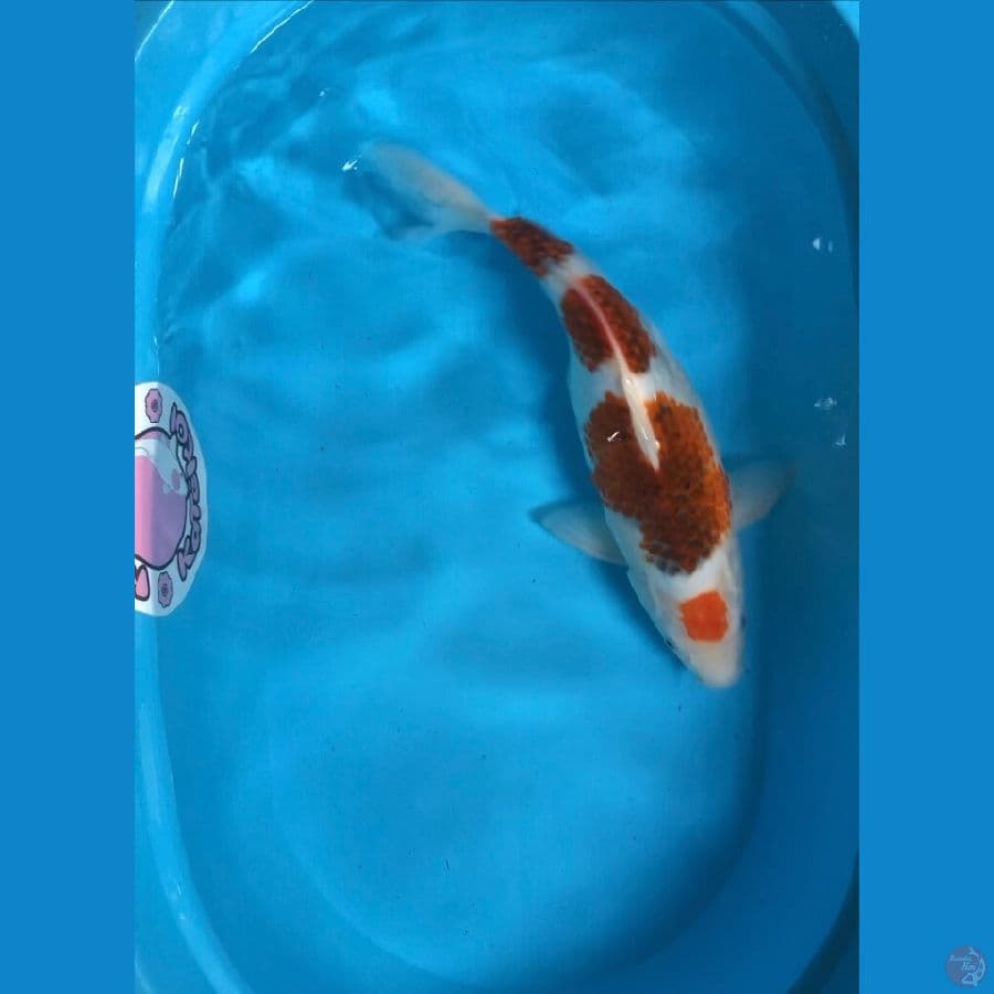 48 cm maruten koromo